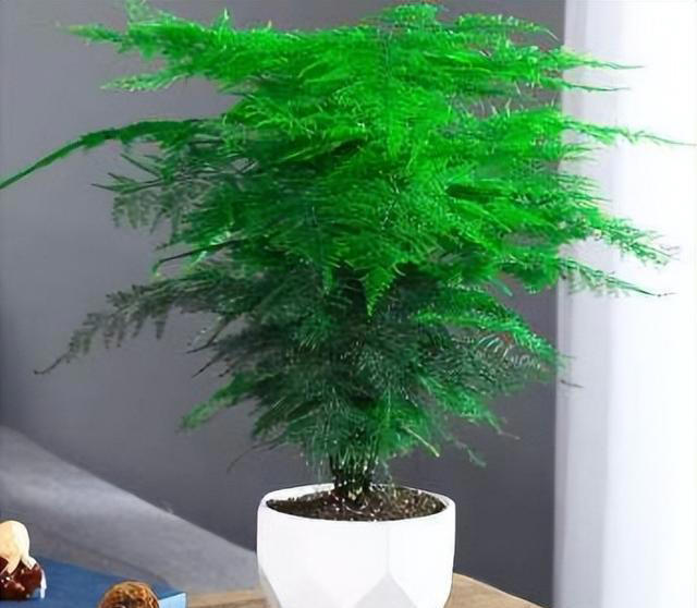 11种耐阴植物，微光就能养，叶片干净又好看，非常适合室内养