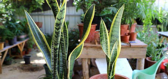 11种耐阴植物，微光就能养，叶片干净又好看，非常适合室内养