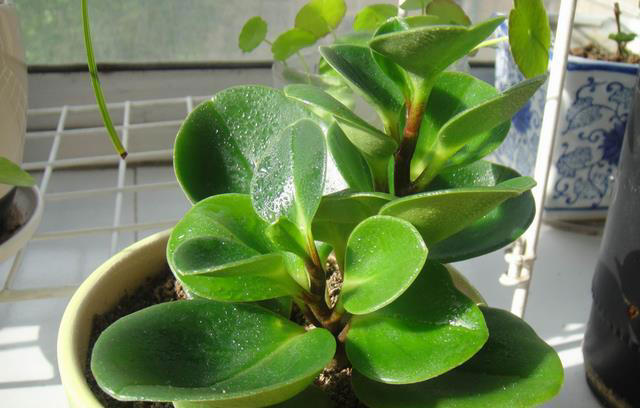 11种耐阴植物，微光就能养，叶片干净又好看，非常适合室内养