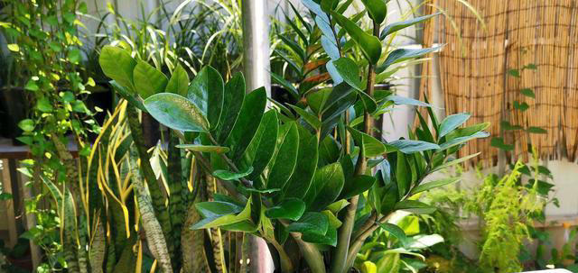 11种耐阴植物，微光就能养，叶片干净又好看，非常适合室内养