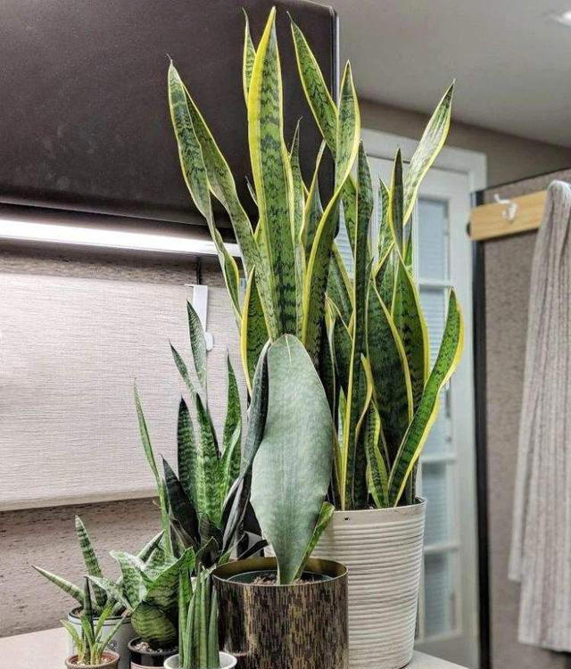 11种耐阴植物，微光就能养，叶片干净又好看，非常适合室内养