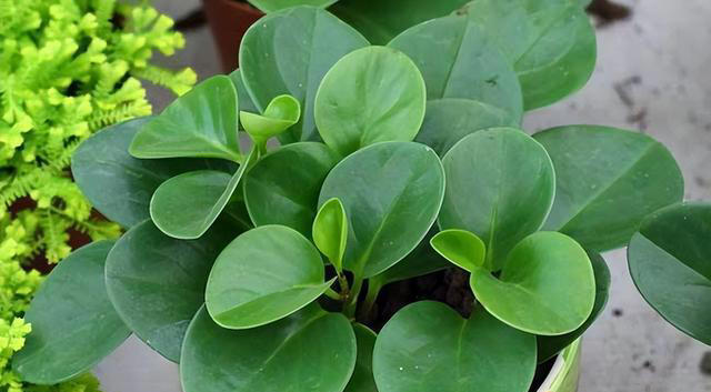 11种耐阴植物，微光就能养，叶片干净又好看，非常适合室内养