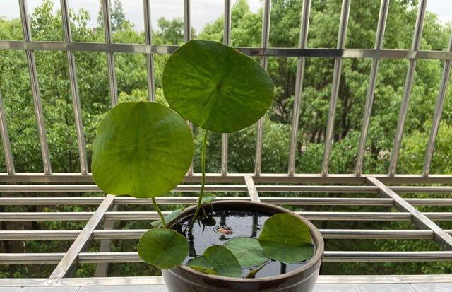 这8种花，别养在客厅和卧室，有损健康，看你家有没有？