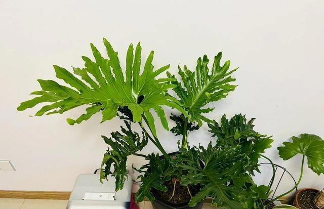 这8种花，别养在客厅和卧室，有损健康，看你家有没有？