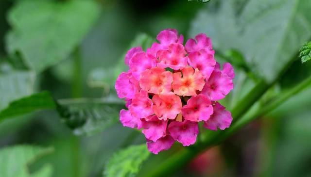 这8种花，别养在客厅和卧室，有损健康，看你家有没有？