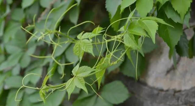 这8种花，别养在客厅和卧室，有损健康，看你家有没有？