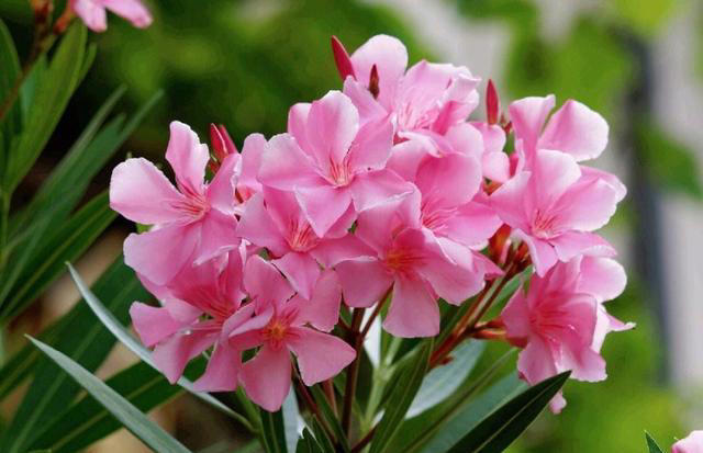 这8种花，别养在客厅和卧室，有损健康，看你家有没有？