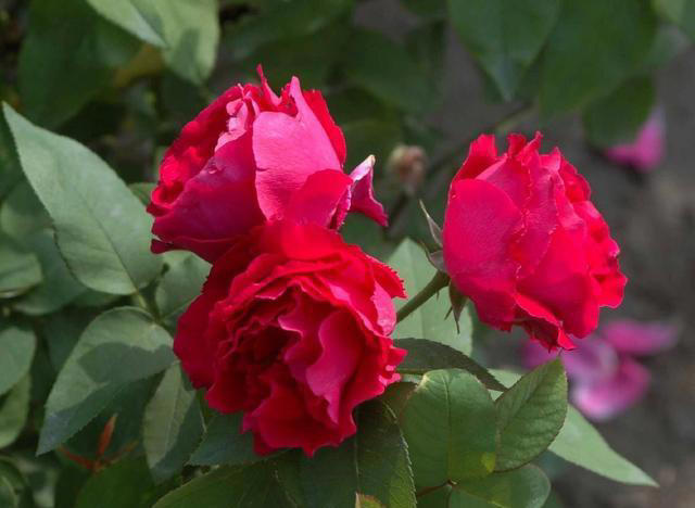 这8种花，别养在客厅和卧室，有损健康，看你家有没有？