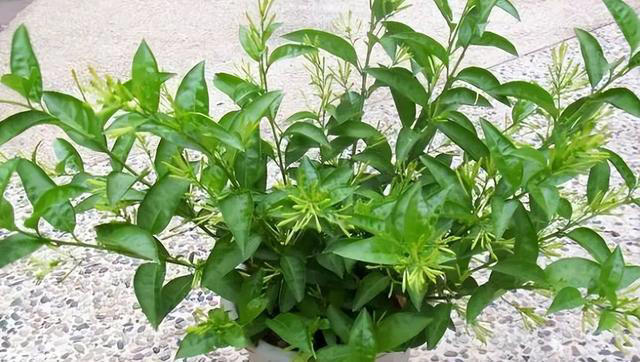 这8种花，别养在客厅和卧室，有损健康，看你家有没有？