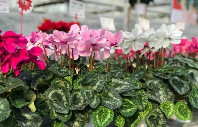 这8种花，别养在客厅和卧室，有损健康，看你家有没有？