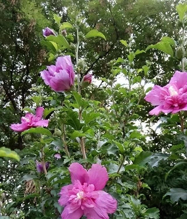 4种适合居家种植的花，随便一养轻松出状态，值得拥有