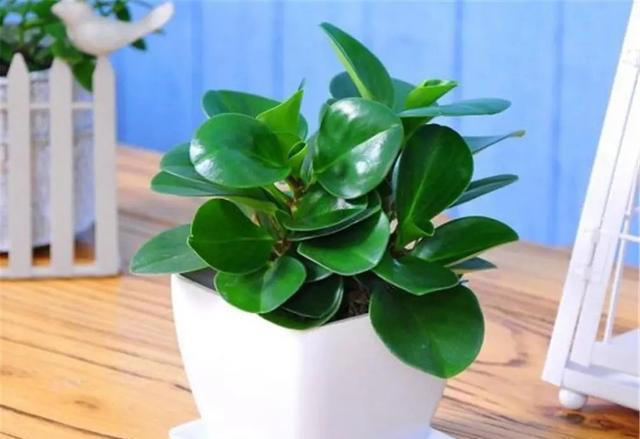 4种适合居家种植的花，随便一养轻松出状态，值得拥有