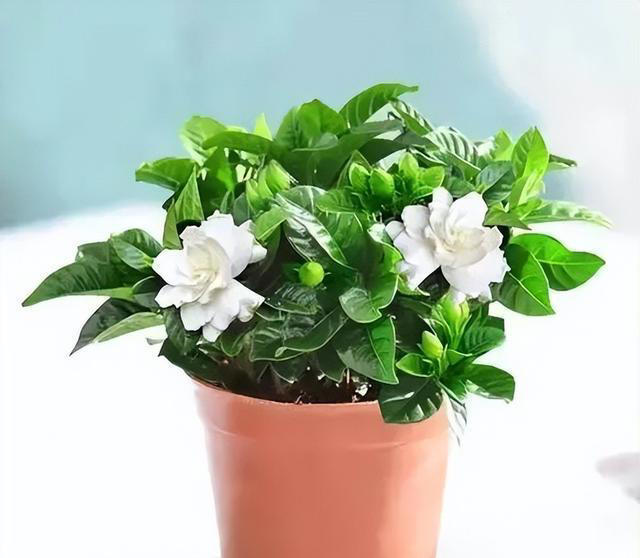 4种适合居家种植的花，随便一养轻松出状态，值得拥有