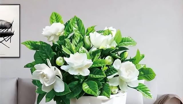 4种适合居家种植的花，随便一养轻松出状态，值得拥有