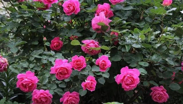 4种适合居家种植的花，随便一养轻松出状态，值得拥有