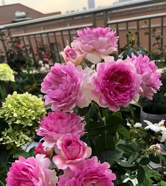 4种适合居家种植的花，随便一养轻松出状态，值得拥有