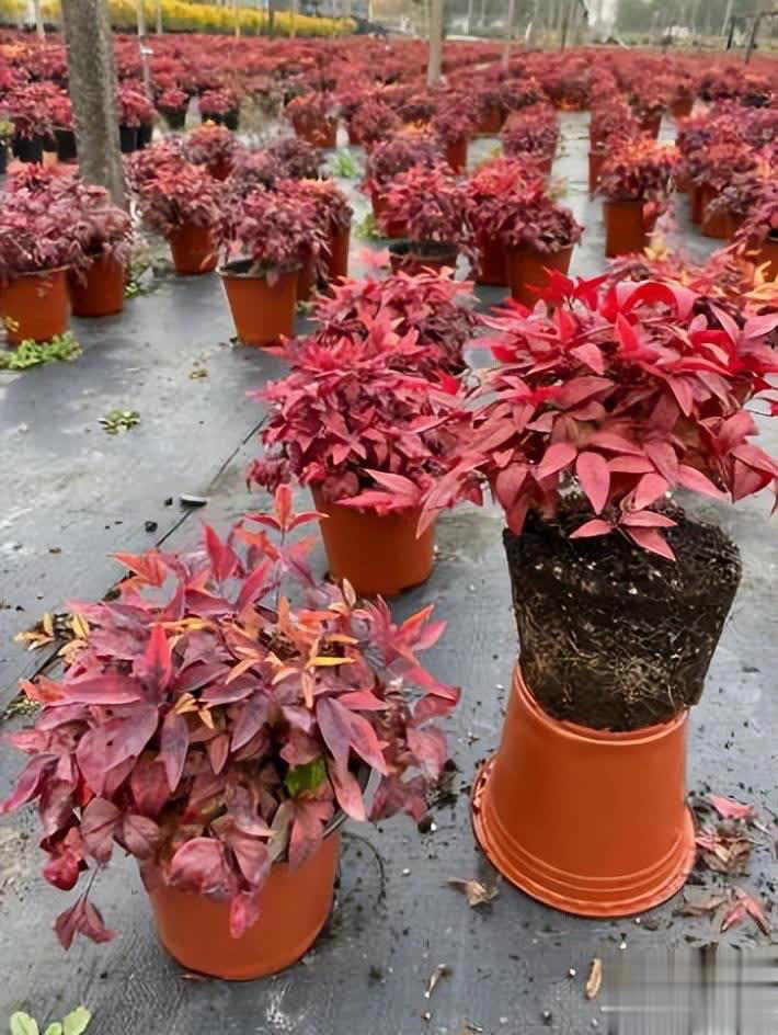 分享3种适合居家种植的绿植，好养好看值得拥有，你养过几种？