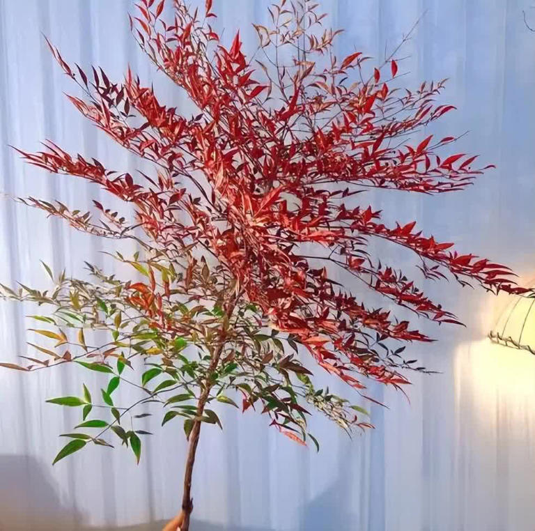 分享3种适合居家种植的绿植，好养好看值得拥有，你养过几种？