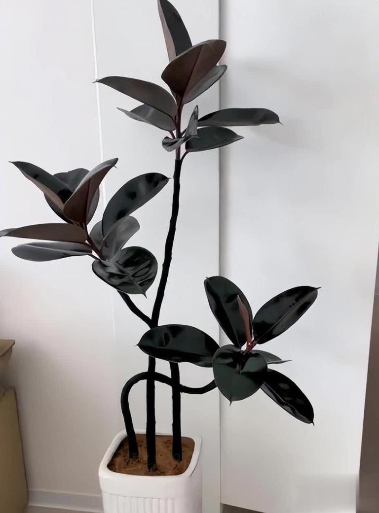 分享3种适合居家种植的绿植，好养好看值得拥有，你养过几种？