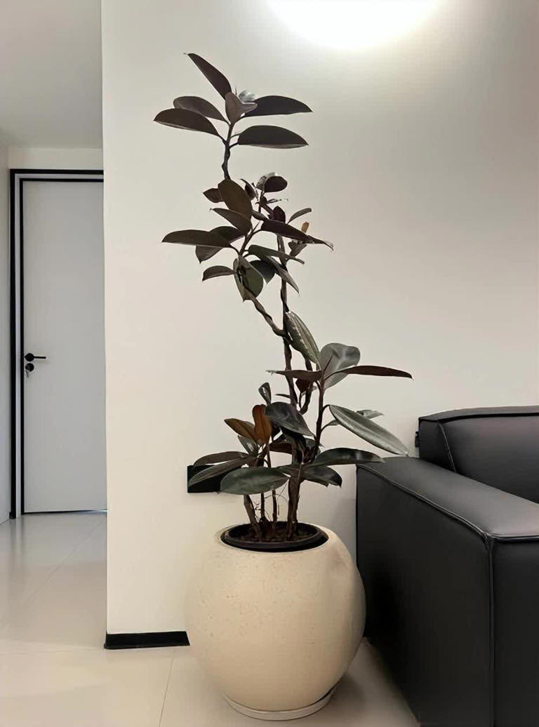 分享3种适合居家种植的绿植，好养好看值得拥有，你养过几种？