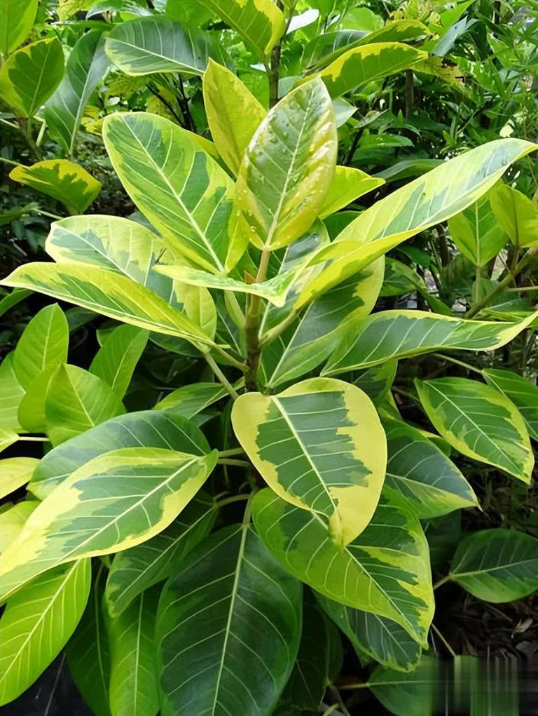 分享3种适合居家种植的绿植，好养好看值得拥有，你养过几种？