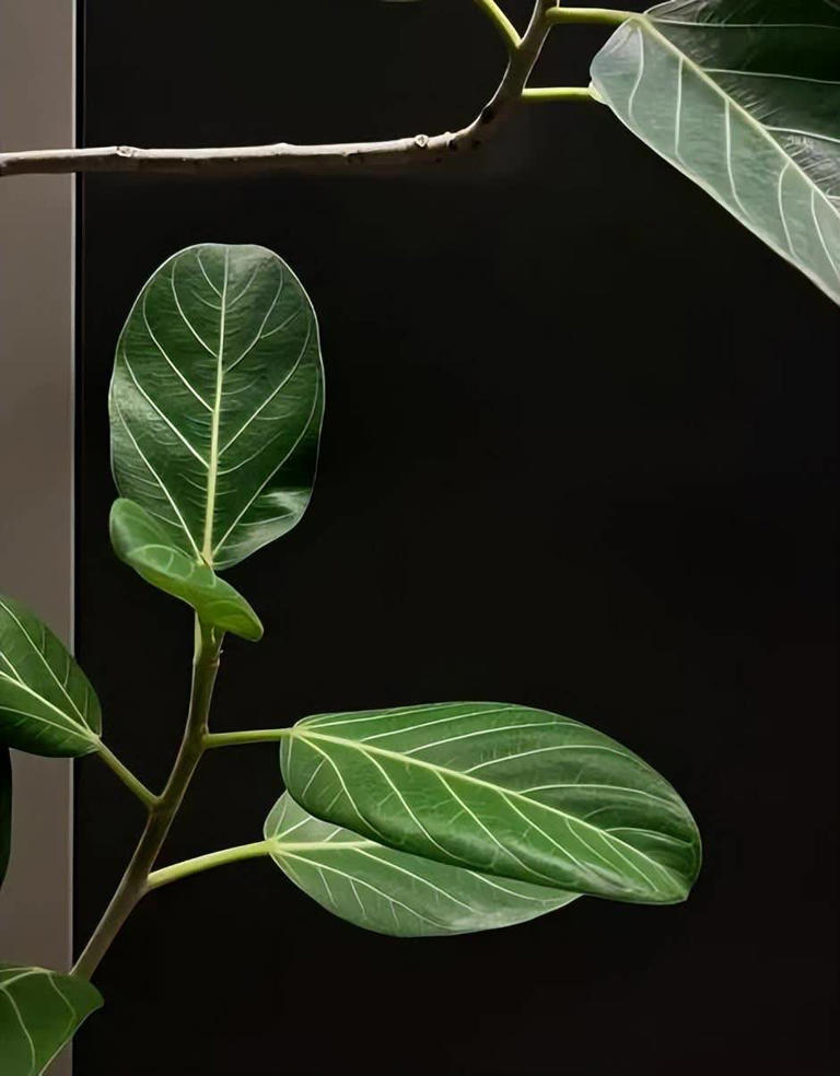 分享3种适合居家种植的绿植，好养好看值得拥有，你养过几种？