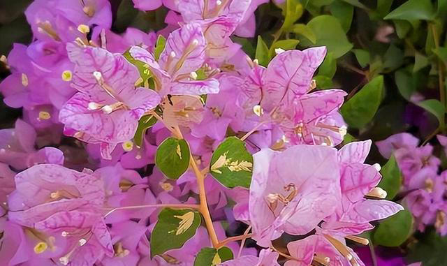 堪称完美的5种三角梅，人见人爱，养过都知道！