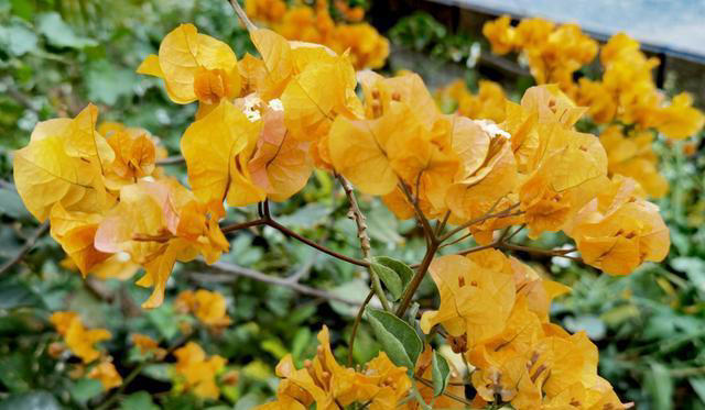 堪称完美的5种三角梅，人见人爱，养过都知道！