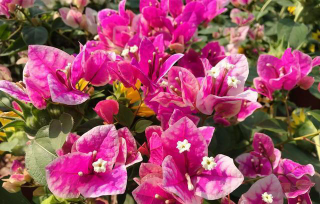 堪称完美的5种三角梅，人见人爱，养过都知道！