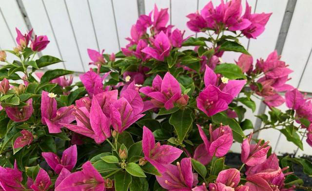 堪称完美的5种三角梅，人见人爱，养过都知道！