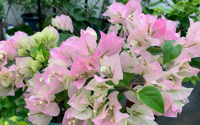 堪称完美的5种三角梅，人见人爱，养过都知道！