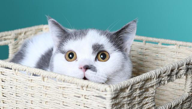 猫咪非常讨厌的一些事，你了解多少？