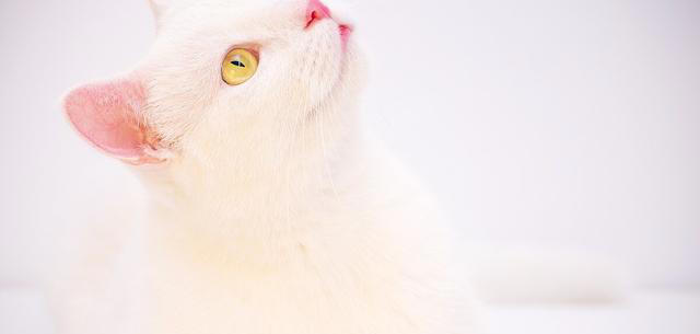 猫咪非常讨厌的一些事，你了解多少？