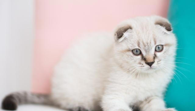 猫咪非常讨厌的一些事，你了解多少？