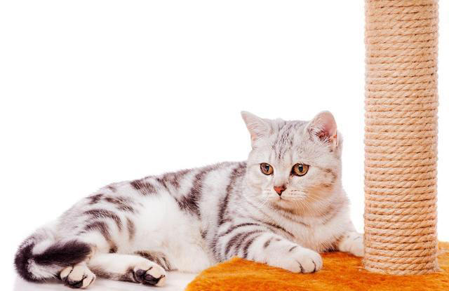 猫咪非常讨厌的一些事，你了解多少？