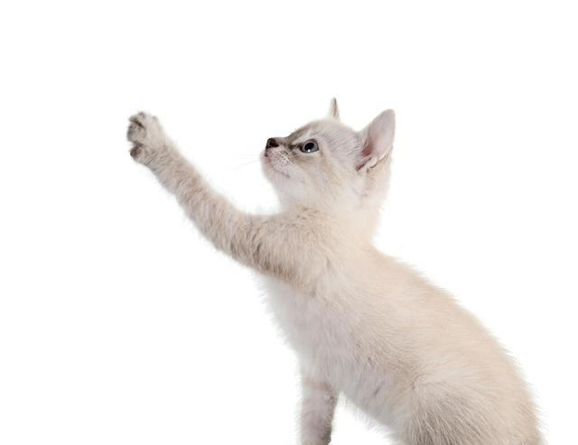 猫咪非常讨厌的一些事，你了解多少？