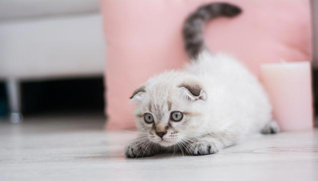 猫咪非常讨厌的一些事，你了解多少？