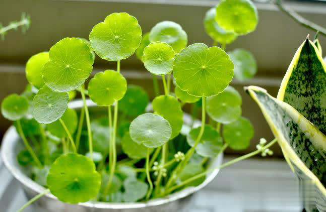 冬日养花不用愁，满足4点远离冻伤和病虫害！