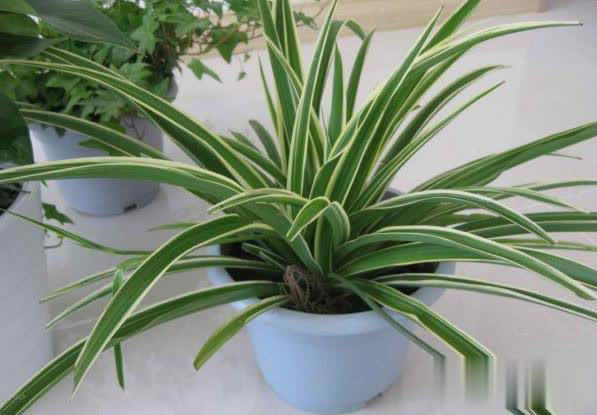 冬日养花不用愁，满足4点远离冻伤和病虫害！