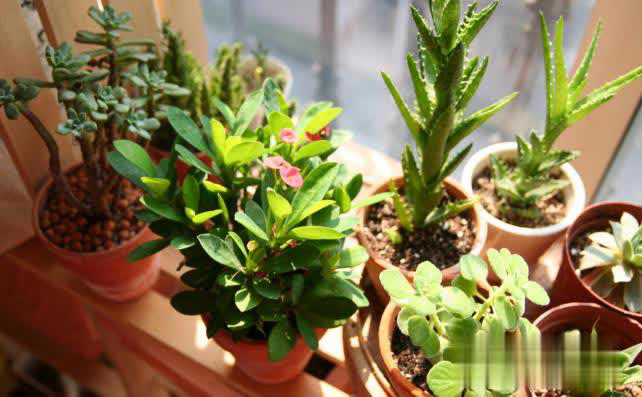 冬日养花不用愁，满足4点远离冻伤和病虫害！