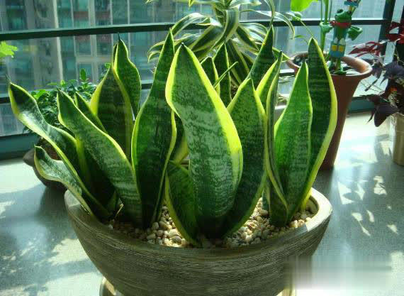 冬日养花不用愁，满足4点远离冻伤和病虫害！