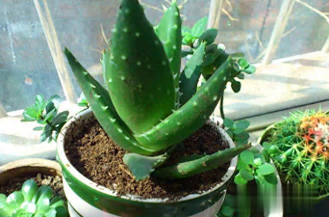 冬日养花不用愁，满足4点远离冻伤和病虫害！ 