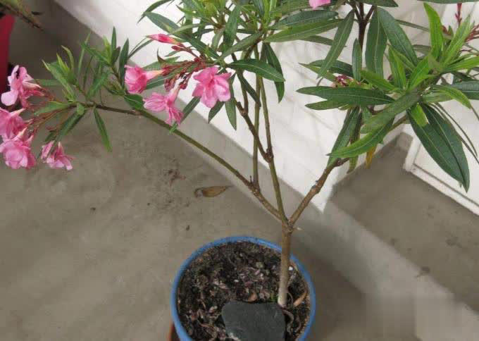 冬日养花不用愁，满足4点远离冻伤和病虫害！