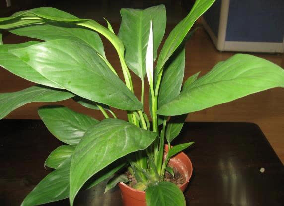 冬日养花不用愁，满足4点远离冻伤和病虫害！