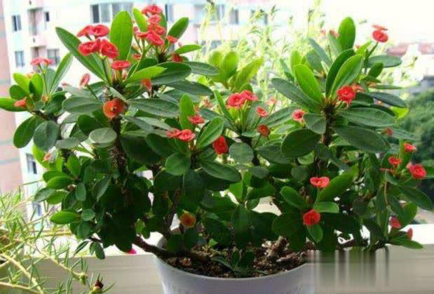 冬日养花不用愁，满足4点远离冻伤和病虫害！