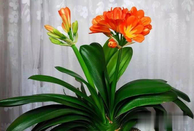 冬日养花不用愁，满足4点远离冻伤和病虫害！