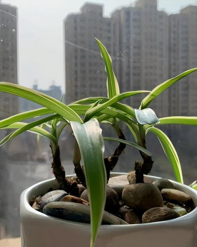 容易养成老桩的4种花，皮实好养有格调，适合新手和小白