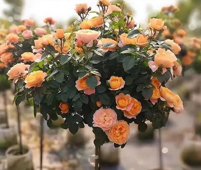 容易养成老桩的4种花，皮实好养有格调，适合新手和小白