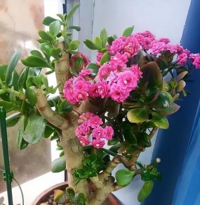 容易养成老桩的4种花，皮实好养有格调，适合新手和小白