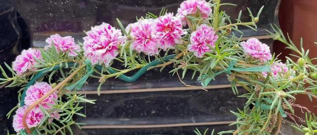 容易养成老桩的4种花，皮实好养有格调，适合新手和小白